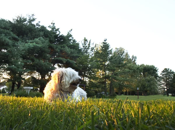 夜の犬の太陽光線 — ストック写真