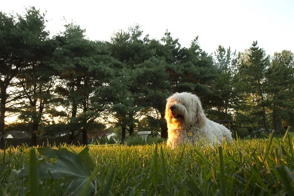 Rayons de soleil du soir sur chien — Photo