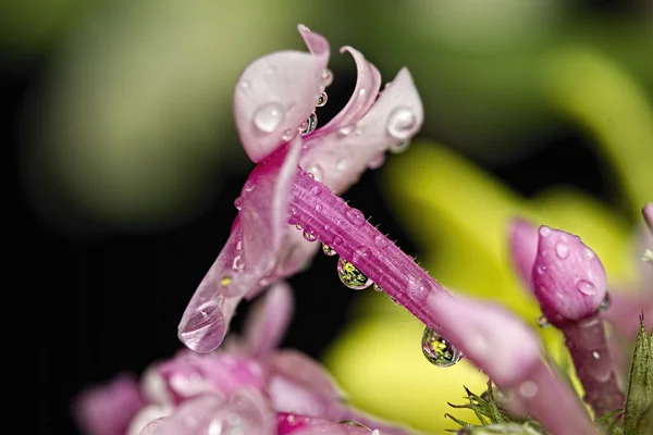 Водяные капли на цветке — стоковое фото