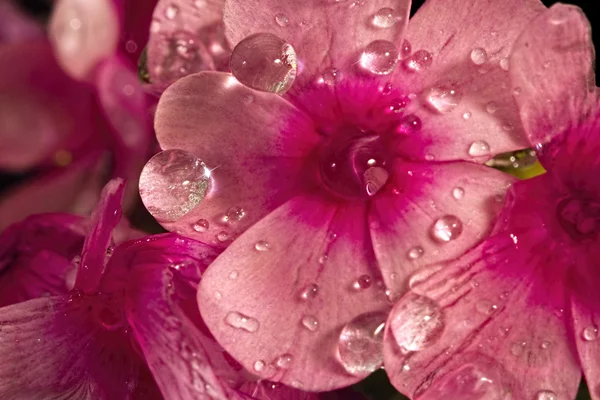 Капли дождя на цветы — стоковое фото