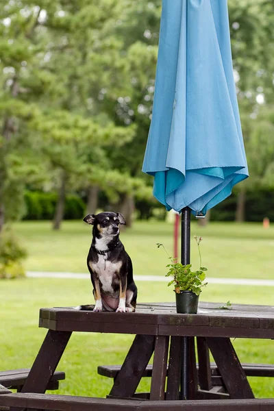 Kleine hond op tafel — Stockfoto