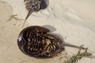 Sahilde at nalı yengeci