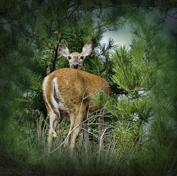 Curios Doe em Bosques — Fotografia de Stock
