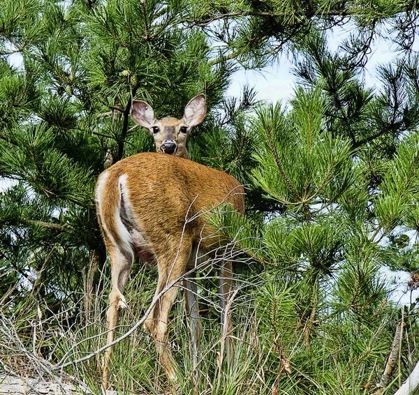 Curios Doe in Woods — Stock Photo, Image