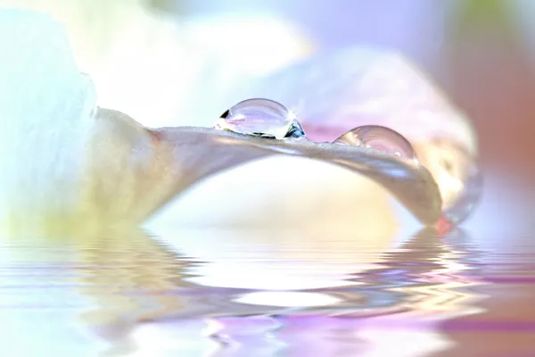 Water Drops on Petals — Stock Photo, Image