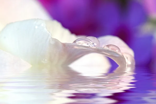 Вода краплі на пелюстки — стокове фото