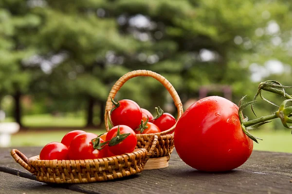 Cherry rajčátky a révy zralé rajče — Stock fotografie