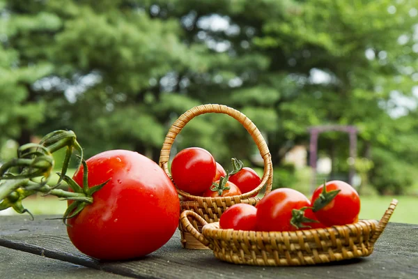 Cherry rajčátky a révy zralé rajče — Stock fotografie