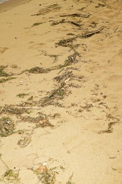 Deniz çimen IB beach