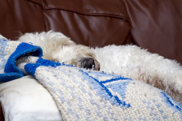 Slaperige hond op sofa — Stockfoto