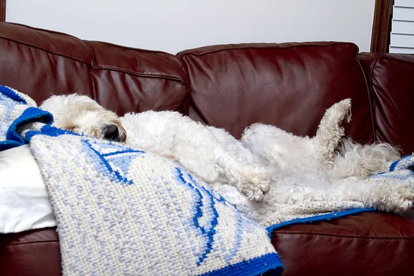 Slaperige hond op sofa — Stockfoto