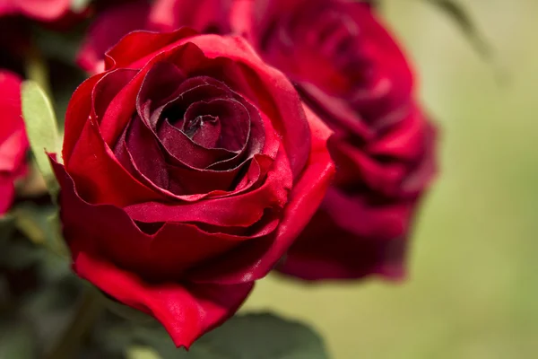 Red Silk Roses Closeup — Stock Photo, Image