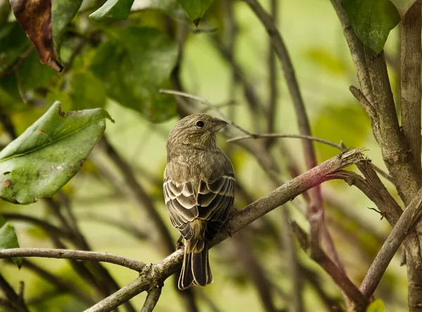 Sparrow uppflugen på gren — Stockfoto