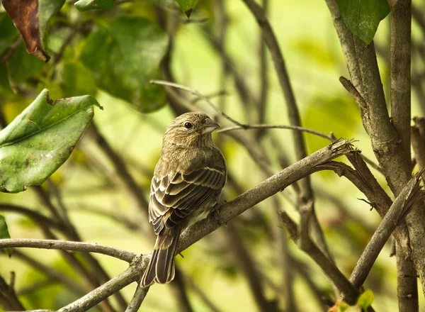Sparrow uppflugen på gren — Stockfoto