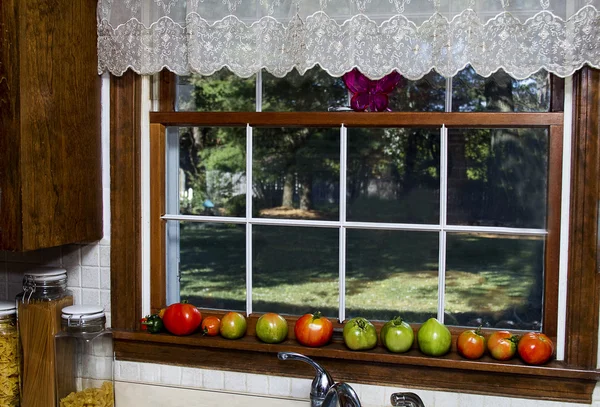 Mûrissement des tomates sur le rebord de la fenêtre de la cuisine — Photo