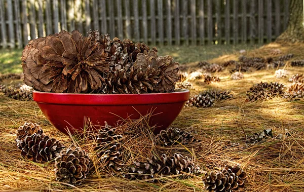 Pine Cone in Red Dish — Stock Photo, Image