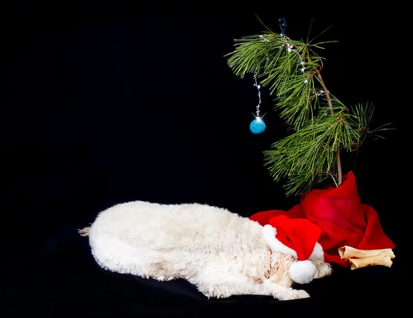 Dog, Golden doodle, enjoying his twig like Christmas tree. — Stock Photo, Image