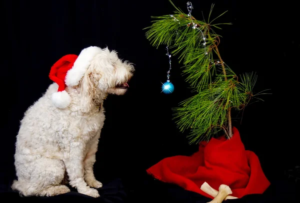 Dog, Golden doodle, enjoying his twig like Christmas tree. — Stock Photo, Image