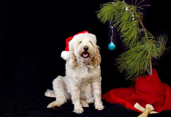 Dog, Golden doodle, enjoying his twig like Christmas tree. — Stock Photo, Image