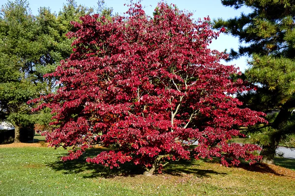 Fall trees with burnt orange foiliage — Stock Photo, Image