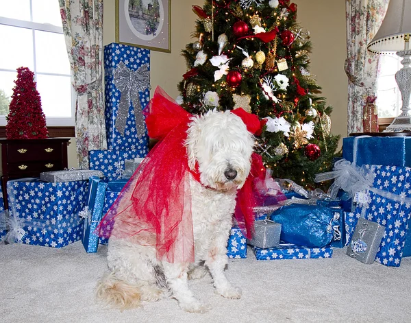 Cão fofo branco desfrutando de Natal por árvore — Fotografia de Stock