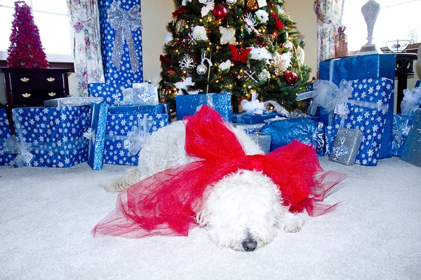 Perro blanco esponjoso disfrutando de la Navidad por árbol — Foto de Stock