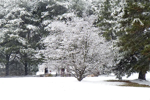 Aooke Blossom Tree dans la tempête de neige — Photo