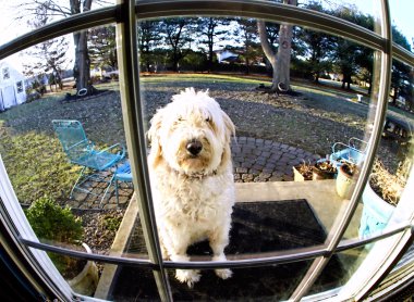 köpek dan gelmesini bekleyen dışında