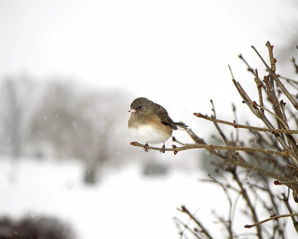 Uccello appollaiato dopo la tempesta di neve — Foto Stock