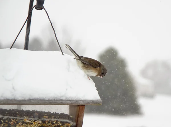 Bird Perched after Snow Storm — Stock Photo, Image