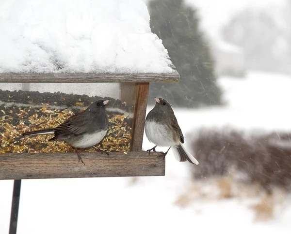 Pájaro encaramado después de tormenta de nieve — Foto de Stock