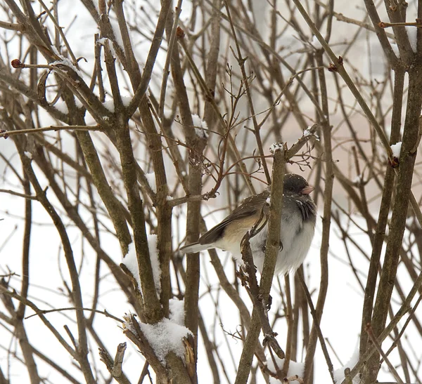 Pájaro encaramado después de tormenta de nieve — Foto de Stock