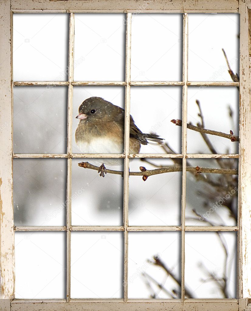 View of Bird Perched on Branch through Window