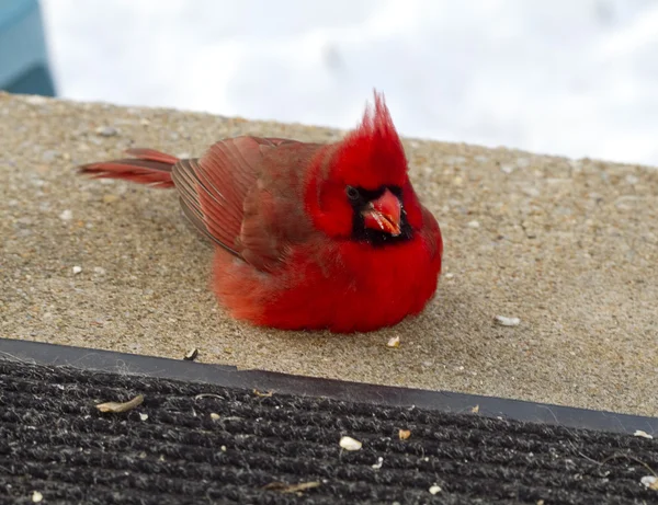 Cardenal Rojo Gordo en Porche —  Fotos de Stock