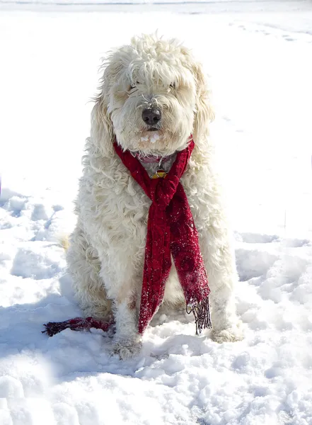 Gouden doodle hond in sneeuw — Stockfoto