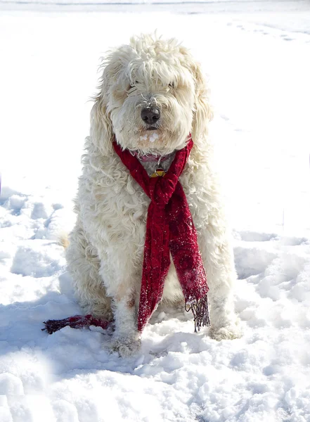 Altın doodle köpeği karda