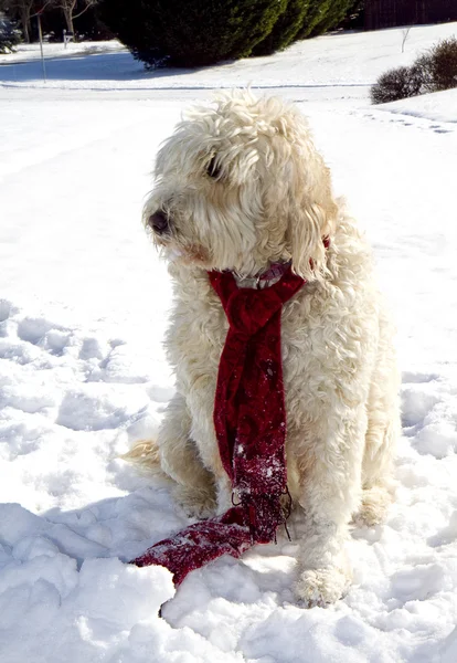 Gouden doodle hond in sneeuw — Stockfoto