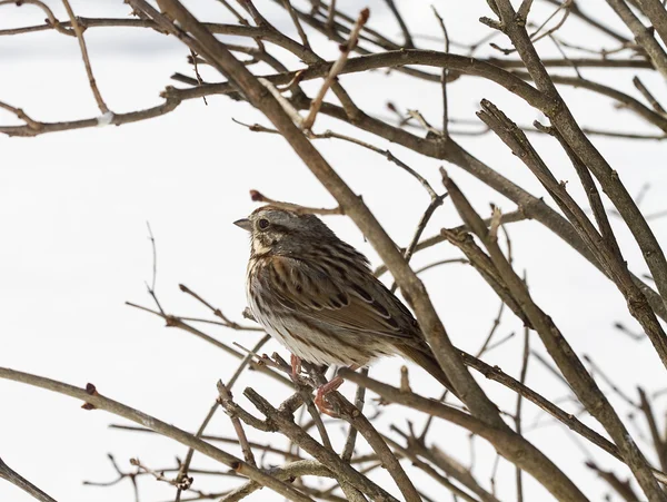 Bruant après tempête de neige — Photo