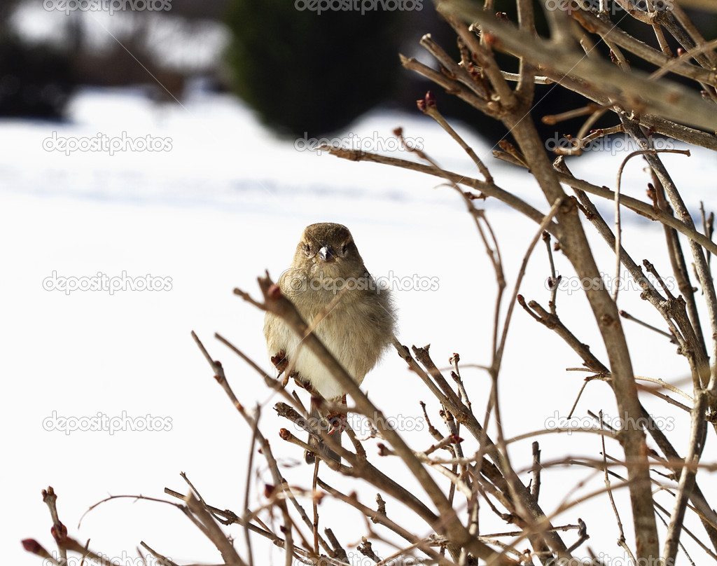 Bird Perched on Branches after Snowstorm