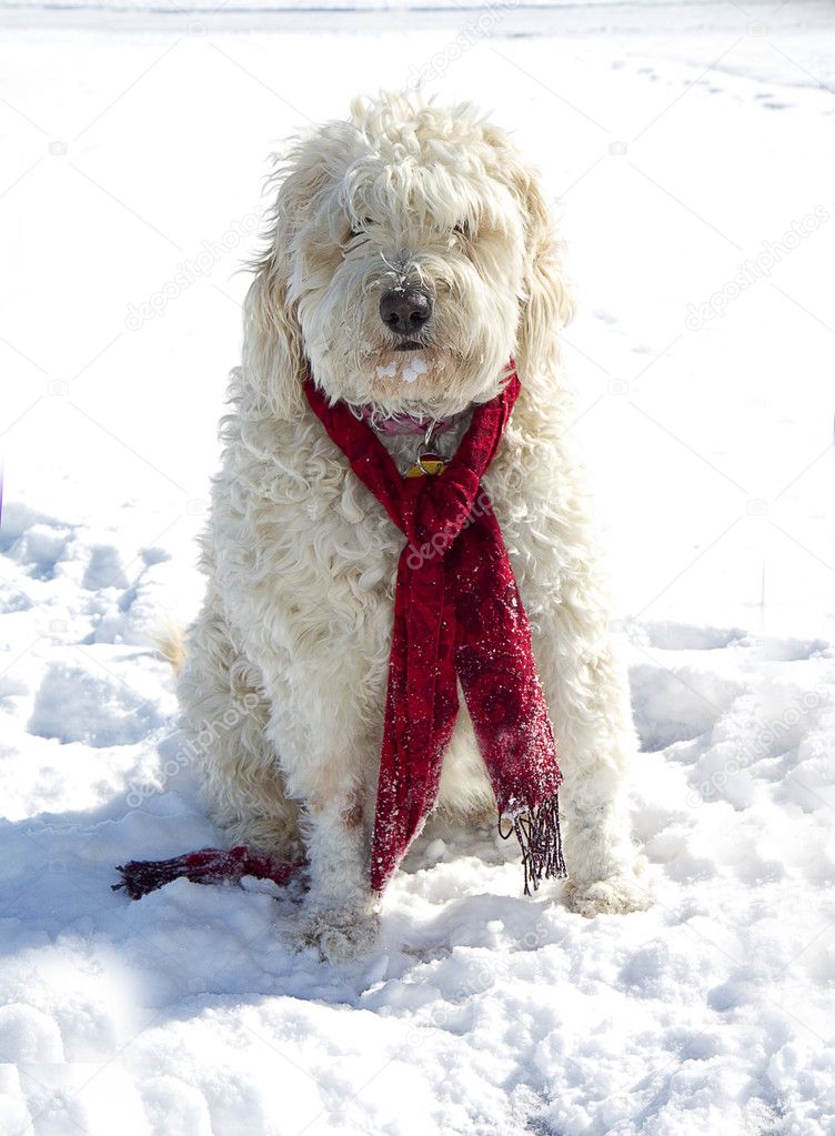 Golden Doodle Dog in Snow