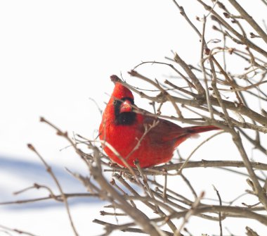 Kırmızı Kardinal dalları kar fırtınası tünemiş