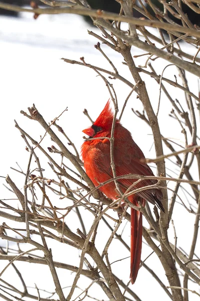 Röd kardinal uppe på grenar snöstorm — Stockfoto