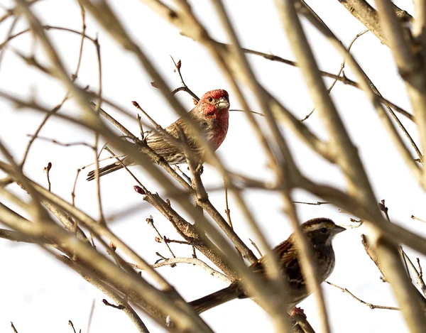 Vögel kuschelten sich in Baum — Stockfoto
