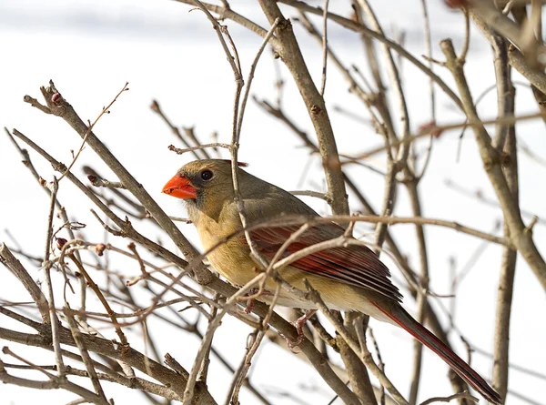 Weiblicher roter Kardinal auf Zweigen — Stockfoto