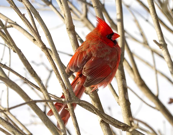 Red Cardinal Perched on Branches Snow Storm — Stock Photo, Image