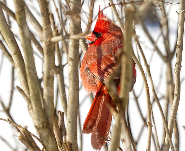 Червоний кардинал Підносячись на гілки снігова буря — стокове фото