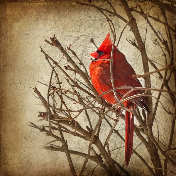 红的红衣主教栖息在树枝的暴风雪 — 图库照片