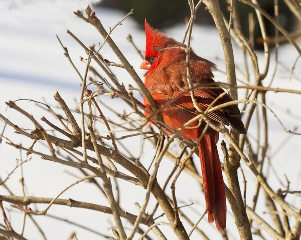 Cardenal Rojo encaramado en ramas tormenta de nieve —  Fotos de Stock