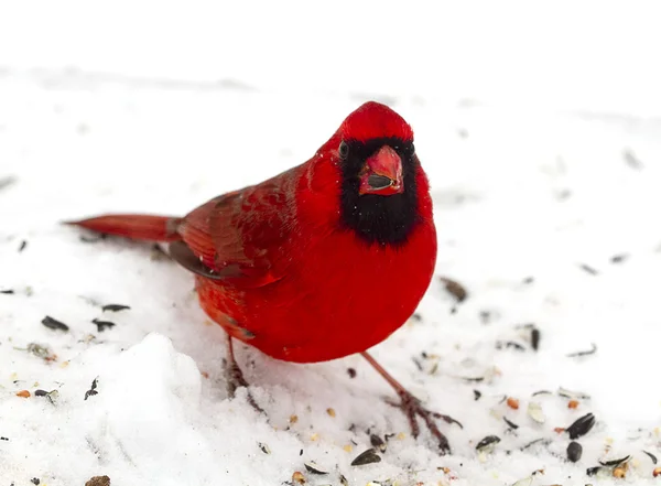 Cardeal vermelho brilhante após tempestade de neve — Fotografia de Stock