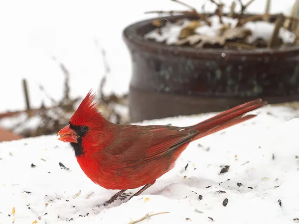 Cardeal vermelho brilhante após tempestade de neve — Fotografia de Stock